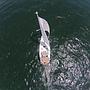 Book yachts online - sailboat - Sun Odyssey 509 - Aposperitis - rent